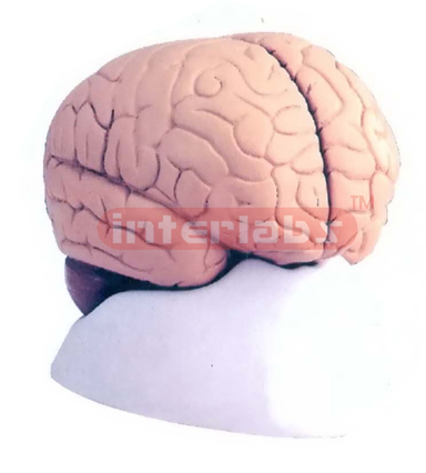 HUMAN BRAIN, 2 PARTS